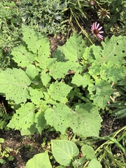 Physalis grisea