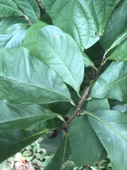 Asimina triloba
