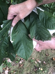 Asimina triloba