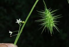 Echinopepon wrightii