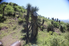 Yucca grandiflora