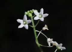 Echinopepon wrightii