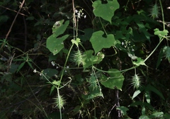 Echinopepon wrightii