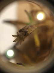 Hippuris vulgaris
