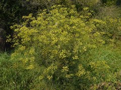 Peucedanum ruthenicum