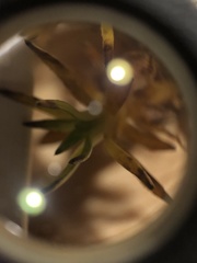 Hippuris vulgaris