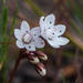 Crassula capensis capensis - Photo (c) magriet b, algunos derechos reservados (CC BY-SA), uploaded by magriet b