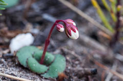 Crassula capensis capensis