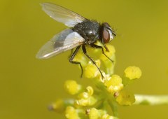 Leucostomatini