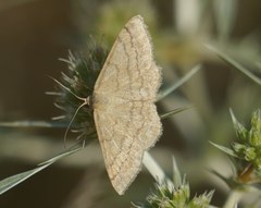 Scopula ochraceata