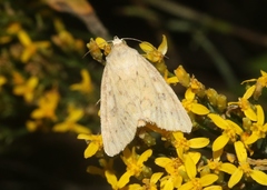 Heliocheilus paradoxus