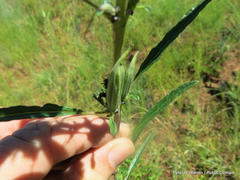 Sesamum triphyllum triphyllum