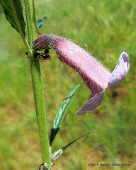 Sesamum triphyllum triphyllum