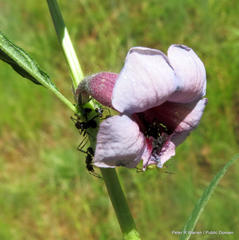 Sesamum triphyllum triphyllum