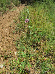 Sesamum triphyllum triphyllum