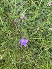 Campanula parryi