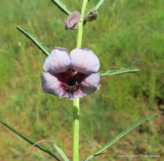 Sesamum triphyllum triphyllum
