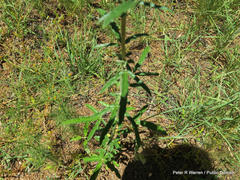 Sesamum triphyllum triphyllum