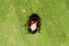 Mycotretus ornatus