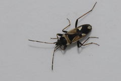 Raglius confusus