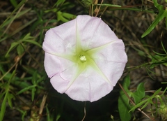 Ipomoea thurberi