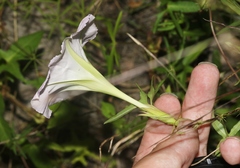 Ipomoea thurberi
