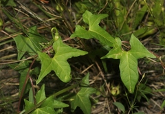 Ipomoea thurberi
