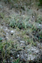 Bufonia parviflora