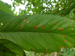 Wilsonomyces carpophilus