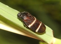 Aeneolamia albofasciata