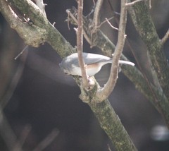 Baeolophus bicolor