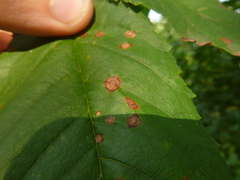 Wilsonomyces carpophilus