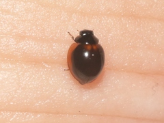 Exochomus marginipennis