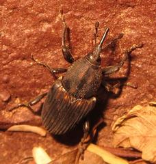 Phacecorynes sommeri