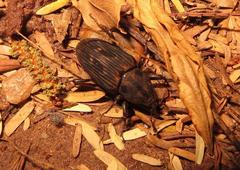 Phacecorynes sommeri