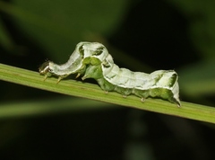 Abrostola parvula