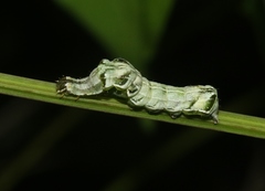 Abrostola parvula
