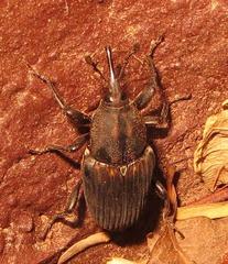 Phacecorynes sommeri