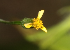 Bidens leptocephala