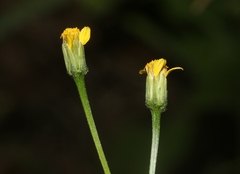 Bidens leptocephala