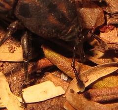 Phacecorynes sommeri