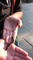 Narceus americanus