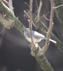 Baeolophus bicolor
