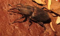 Phacecorynes sommeri