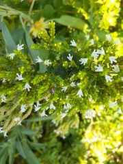 Agroiconota bivittata