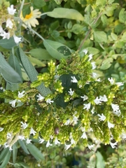 Agroiconota bivittata