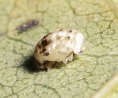Psyllobora vigintimaculata