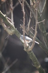 Baeolophus bicolor