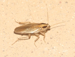 Blattella vaga