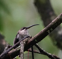 Phaethornis longirostris